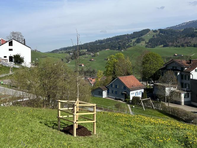 Lindenbaum pflanzen im Appenzellerland.