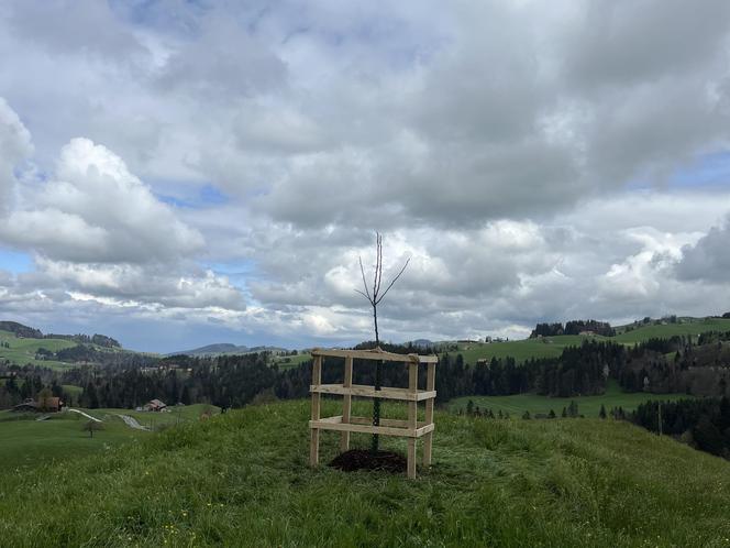 Lindenbaum pflanzen im Appenzellerland.