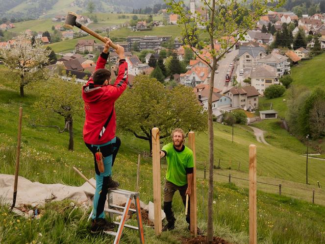 10 Jahre Baumwelt AG – Eine Linde fürs Appenzellerland
