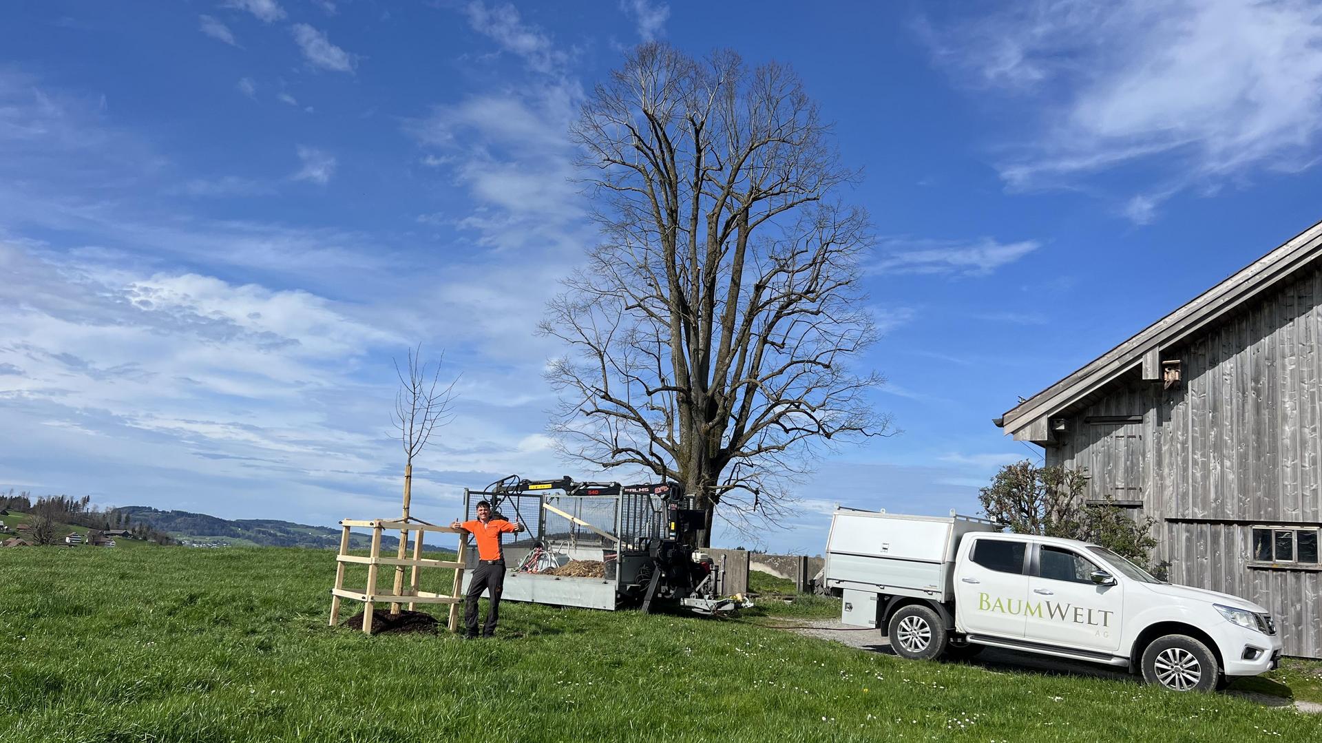 Lindenbaum pflanzen im Appenzellerland.