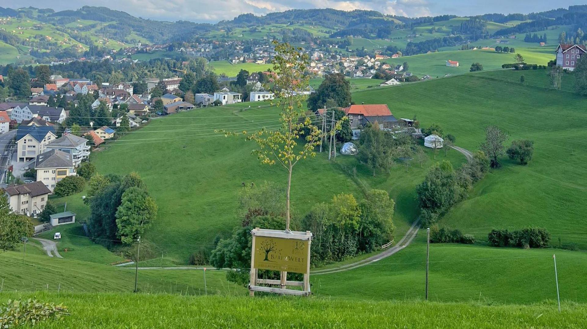 Kontrolle und Erziehungsschnitt Jubiläumslinde